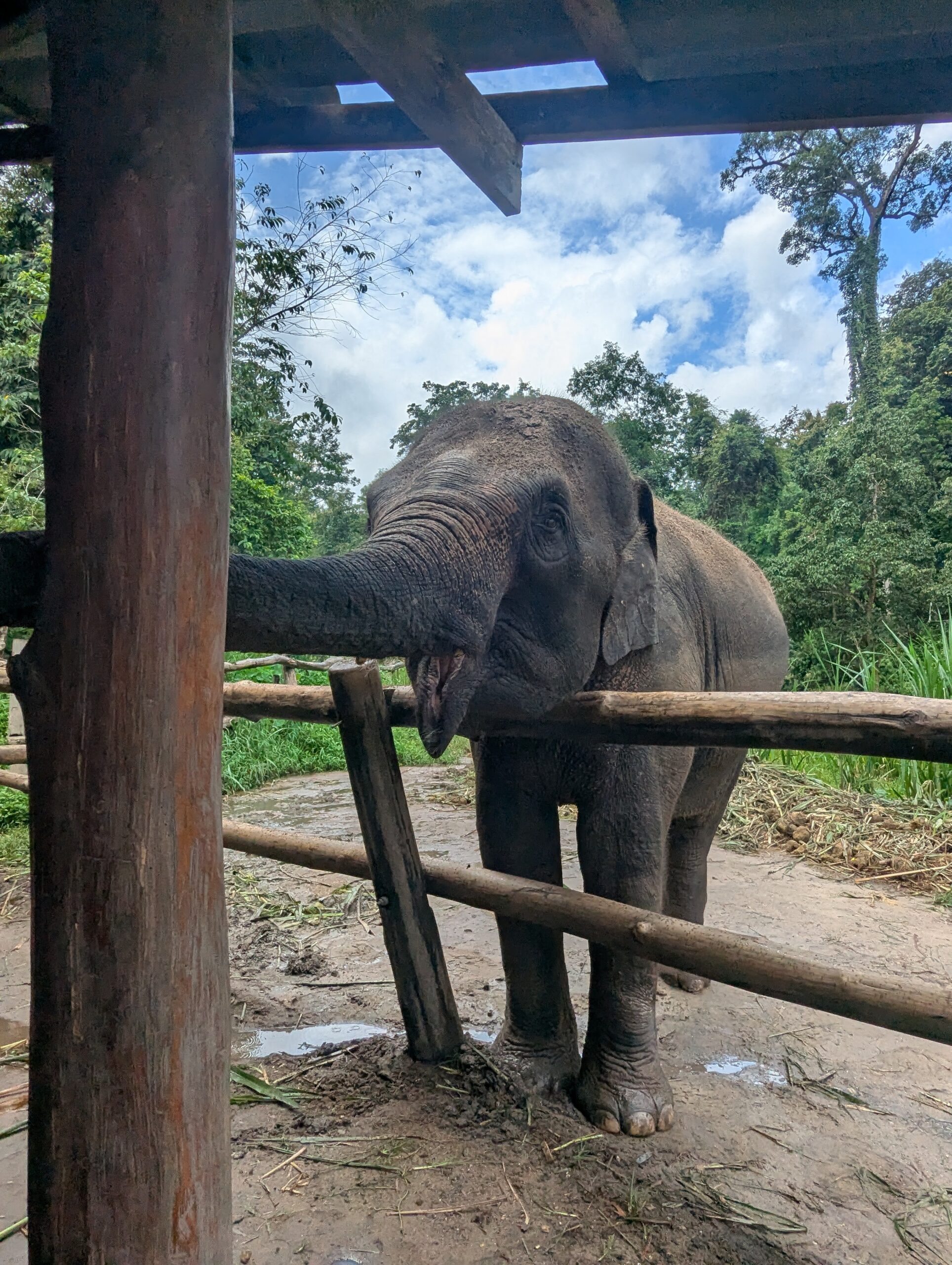 Elephant Sanctuary in Thailand